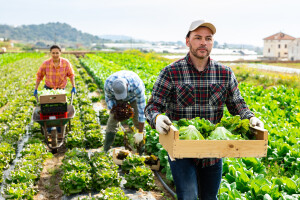 Seasonal worker carrying crate with harvested lettuce in farm field